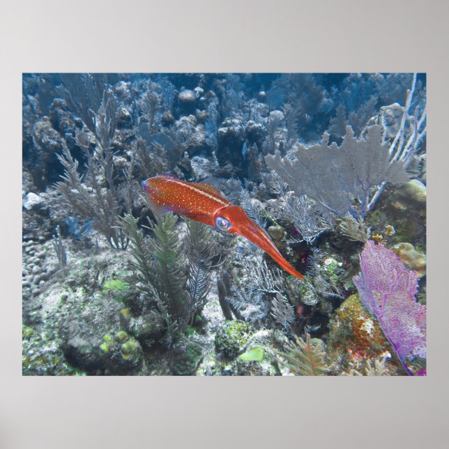 Reef Squid Poster (Front)