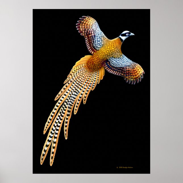Reeves Pheasant Flying Print (Front)