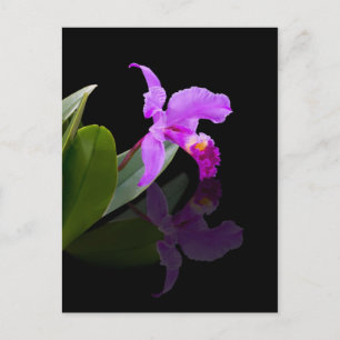 Reflected Beauty Orchid Postcard