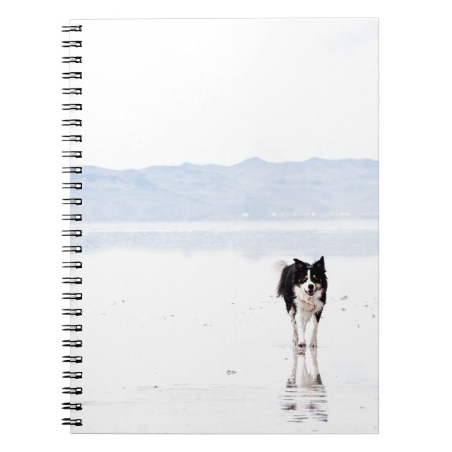 Reflected border collie notebook (Front)