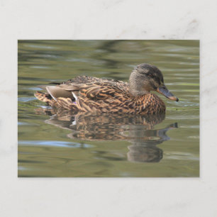 Reflected Mallard Postcard