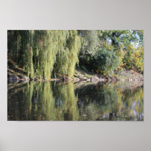 Reflected Willow Trees In River Poster