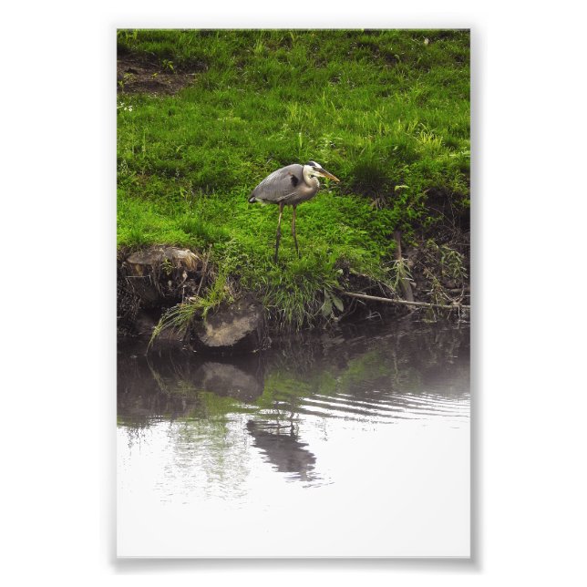 Reflecting Heron Photo Print (Front)