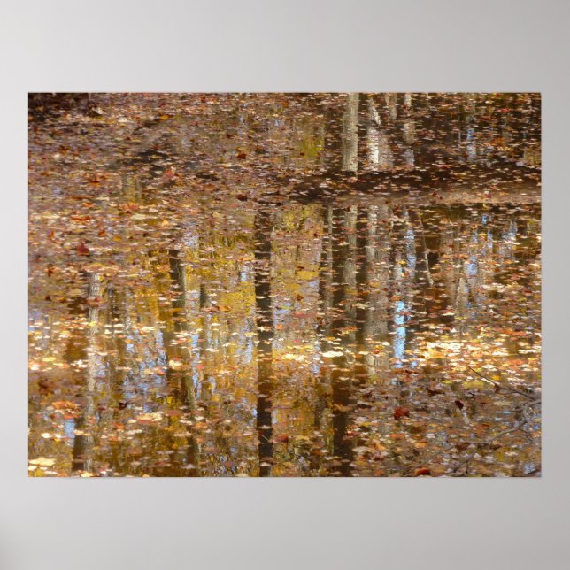 Reflection in Still Creek at Greenbelt Park Poster (Front)