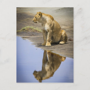 Reflection of a Lioness Postcard