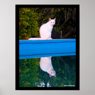 Reflection of a White Cat Portrait Poster