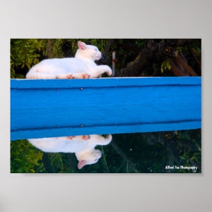 Reflection of a White Cat Poster