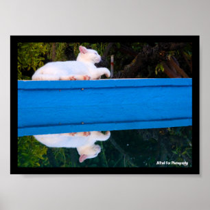 Reflection of a White Cat Poster