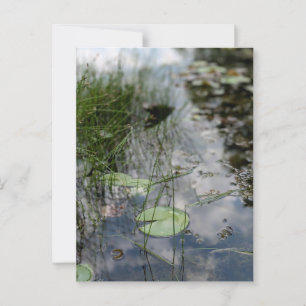 Reflections at the Water's Edge  Postcard