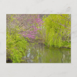 Reflections in Nature  Postcard