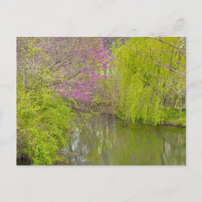 Reflections in Nature  Postcard (Front)