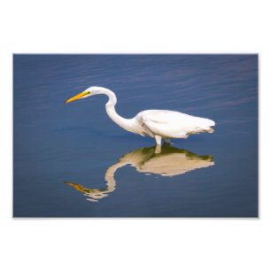 Reflections of a Great Egret Photo Print