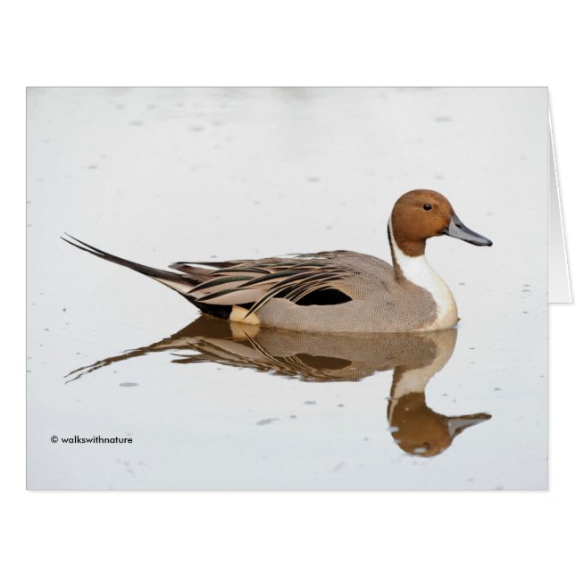Reflections of a Northern Pintail Duck (Front Horizontal)
