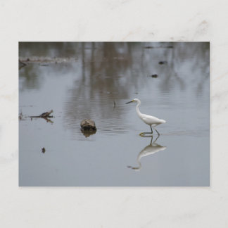Reflections of a Snowy Egret on the Move Postcard