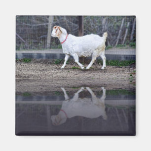 Reflections of a white goat, magnet
