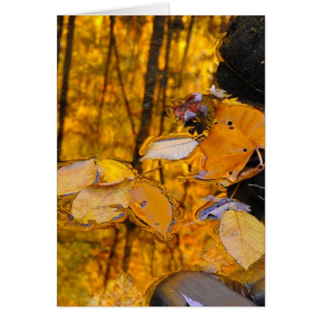 Reflections of Autumn Gold (Front)