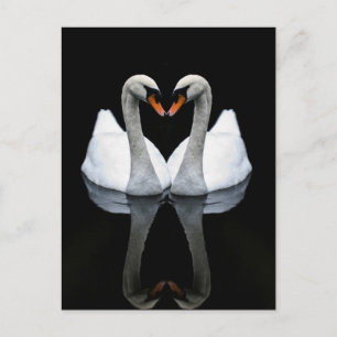Reflections of Love, Heart Shape, White Swans Postcard