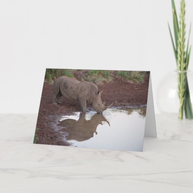 Reflections: Rhino Postcard (Front)