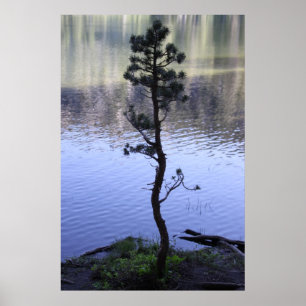Reflections- Tree Poster