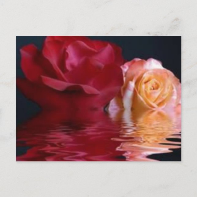 Reflective Rose Postcard (Front)