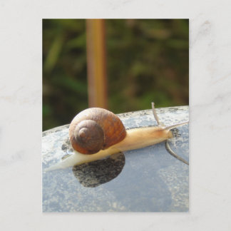 Refreshing Snail Postcard