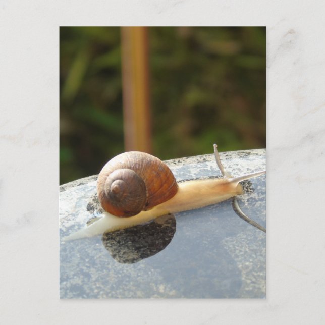 Refreshing Snail Postcard (Front)