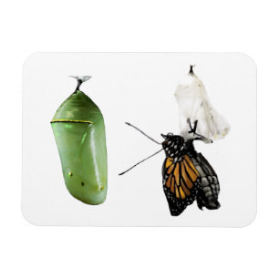 Refrigerator Magnet Monarch/Chrysalis