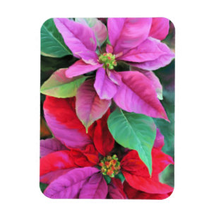 Refrigerator Magnet Pink & Red Poinsettias
