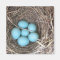 Refrigerator Magnets - Bluebird Eggs