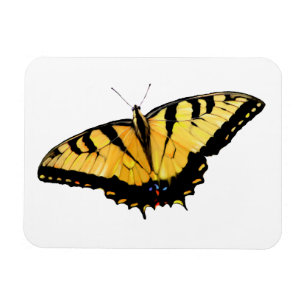 Refrigerator Tiger Swallowtail Butterfly Magnet
