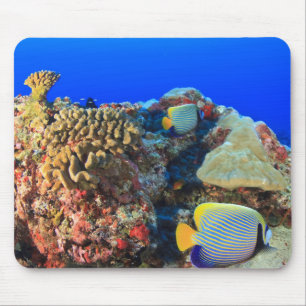 Regal Angelfish Pygoplites diacanthus), Mouse Pad