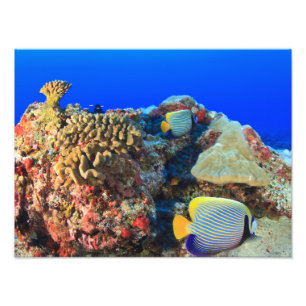 Regal Angelfish Pygoplites diacanthus), Photo Print