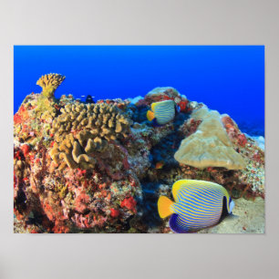 Regal Angelfish Pygoplites diacanthus), Poster