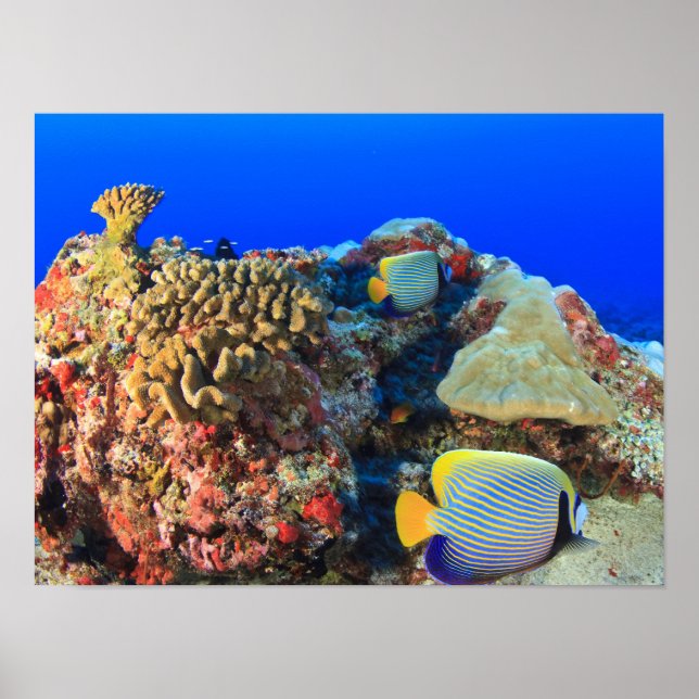 Regal Angelfish Pygoplites diacanthus), Poster (Front)