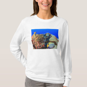 Regal Angelfish Pygoplites diacanthus), T-Shirt