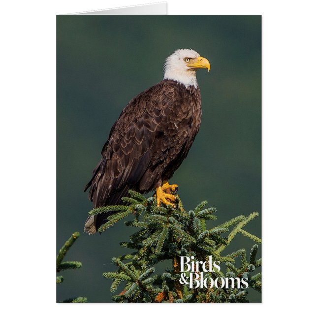 Regal Bald Eagle (Front)