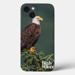 Regal Bald Eagle iPhone 13 Case