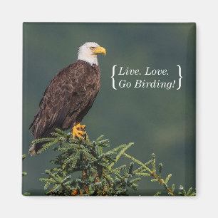Regal Bald Eagle Magnet