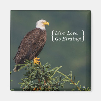 Regal Bald Eagle Magnet