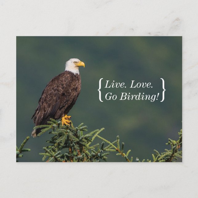 Regal Bald Eagle Postcard (Front)