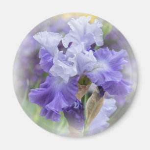Regal Bearded Iris - Purple & White Magnet