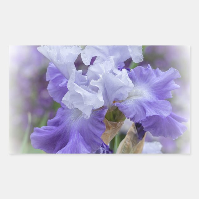 Regal Bearded Iris - Purple & White Rectangular Sticker (Front)