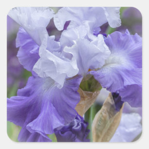 Regal Bearded Iris - Purple & White Square Sticker