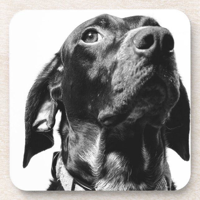 regal bw dog coaster (Front)