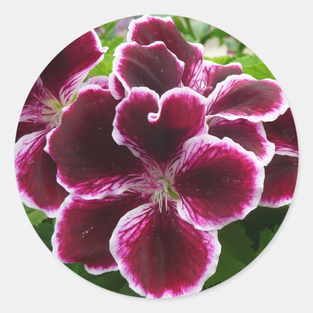 Regal Geranium Flowers Elegant Maroon Floral Classic Round Sticker (Front)