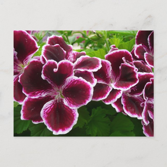 Regal Geranium Flowers Elegant Maroon Floral Lugga Postcard (Front)