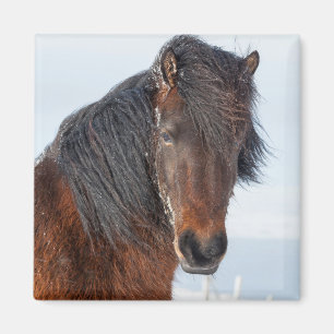 Regal Icelandic Horse Headshot Magnet