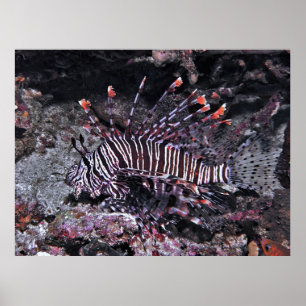 Regal Lionfish Poster