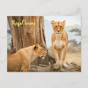 Regal Lions Postcard