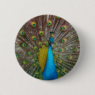 Regal Peacock Bird with Teal and Gold Plumage 6 Cm Round Badge